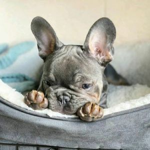 Meet your Posher, William